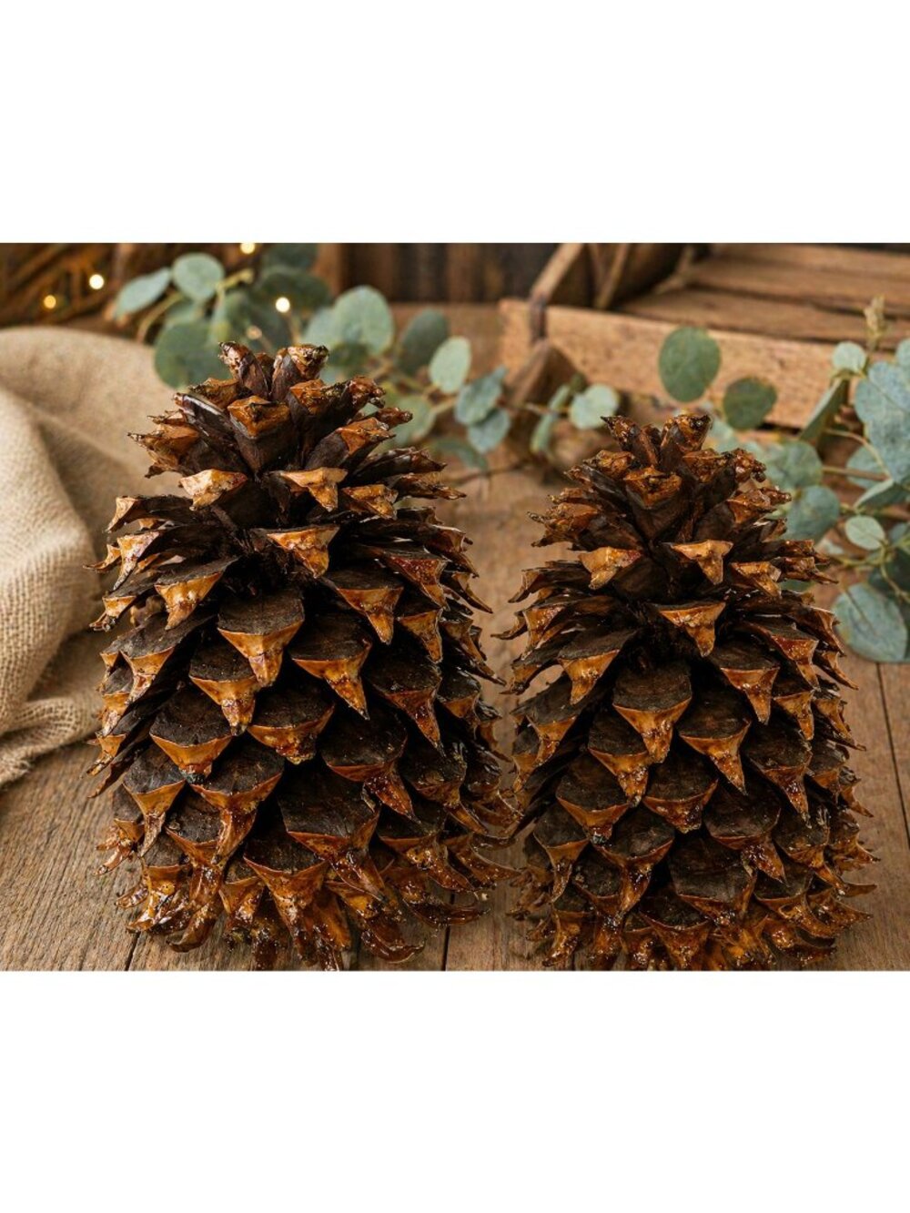 Set of 2 Giant Coulter Pine Cones 8–12” Hand-Collected California Natural Decor - Picture 2 of 3